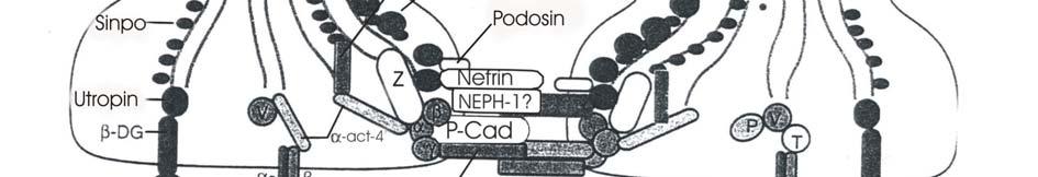 Şekil 2.2. Podosit ayaksı çıkıntılarının moleküler yapısı 2.6. Kalıtsal Nefrotik Sendromlar: 2.6.1. Fin Tipi Konjenital Nefrotik Sendrom: İlk kez 1956 da tanımlanmıştır (36).
