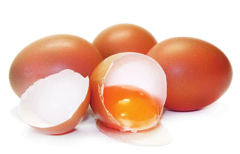 7 Yumurtlama Sürekliliği tüm yetiştirme dönemi boyunca kullanıldığında, yumurta tavukları ve damızlık kanatlılar rasyondaki ve kendi iskelet depolarındaki kalsiyum ve fosforu daha etkili bir şekilde