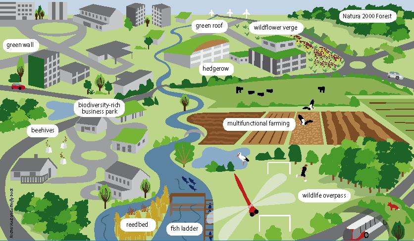 Yeşil Altyapı Çeşitli ekosistem hizmetlerinin sağlanması için planlanmış ve yönetilen doğal ve yarı doğal alanlar ağı (AK, 2013).