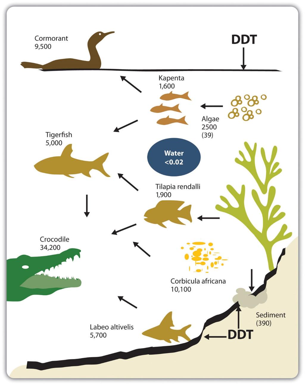 DDT levels, shown in nanograms per gram of body fat for animals in Lake Kariba in Zimbabwe, accumulate in the food chain.