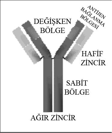 antikorlardır. Günümüzde bir çok testte poliklonal antikorlar kullanılmaktadır (Clark ve ark., 2002). Bir antikor molekülü iki ağır zincir ve iki hafif polipeptid zincirden meydana gelmiştir.