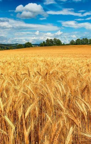 Buğday Dünya buğday üretimi 700 milyon ton AB buğday üretimi 150 milyon