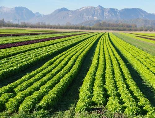 Organik Tarım Ekonomisi Dünya ve AB 2,4 milyon üretici 51 milyon hektar alanda organik tarım yapıyor.