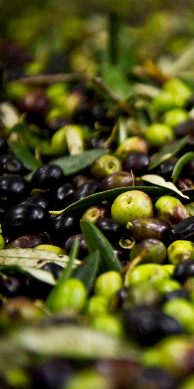 Tarım Ürünleri Ticaretinde Örnek Bir Sorun: Türkiye; Zeytin alanlarında 5 inci Zeytin üretiminde 4 üncü Zeytinyağı üretiminde 6 ncı Zeytinyağı ihracatından