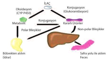 Latif ÖZBAY KLİNİK BİYOEŞDEĞERLİK ÇALIŞMALARININ KLİNİK İLAÇ METABOLİZMASI ÇALIŞMALARINA KATKISI laçlar vücuda uygulandıkları yollardan emilir, dolaşıma katılır, etki yerine ulaşır, etkilerini