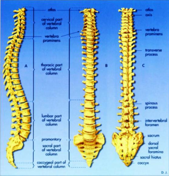 NÖROAKSĠYAL BLOK (ANESTEZĠ) Spinal