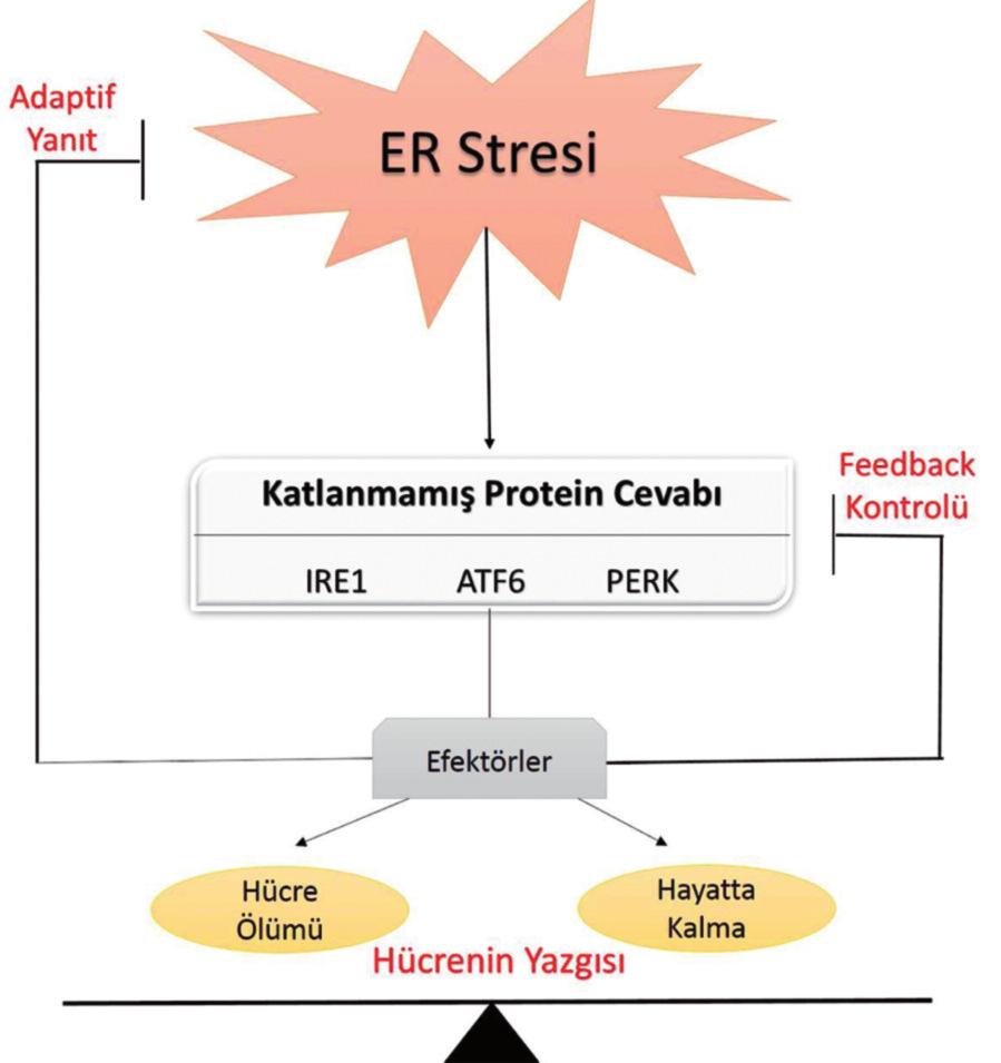 Böylece, ER nin kararlı durumda kalmasında ve hücrelerin apoptozdan korunmasında önemli bir rol oynamaktadır.