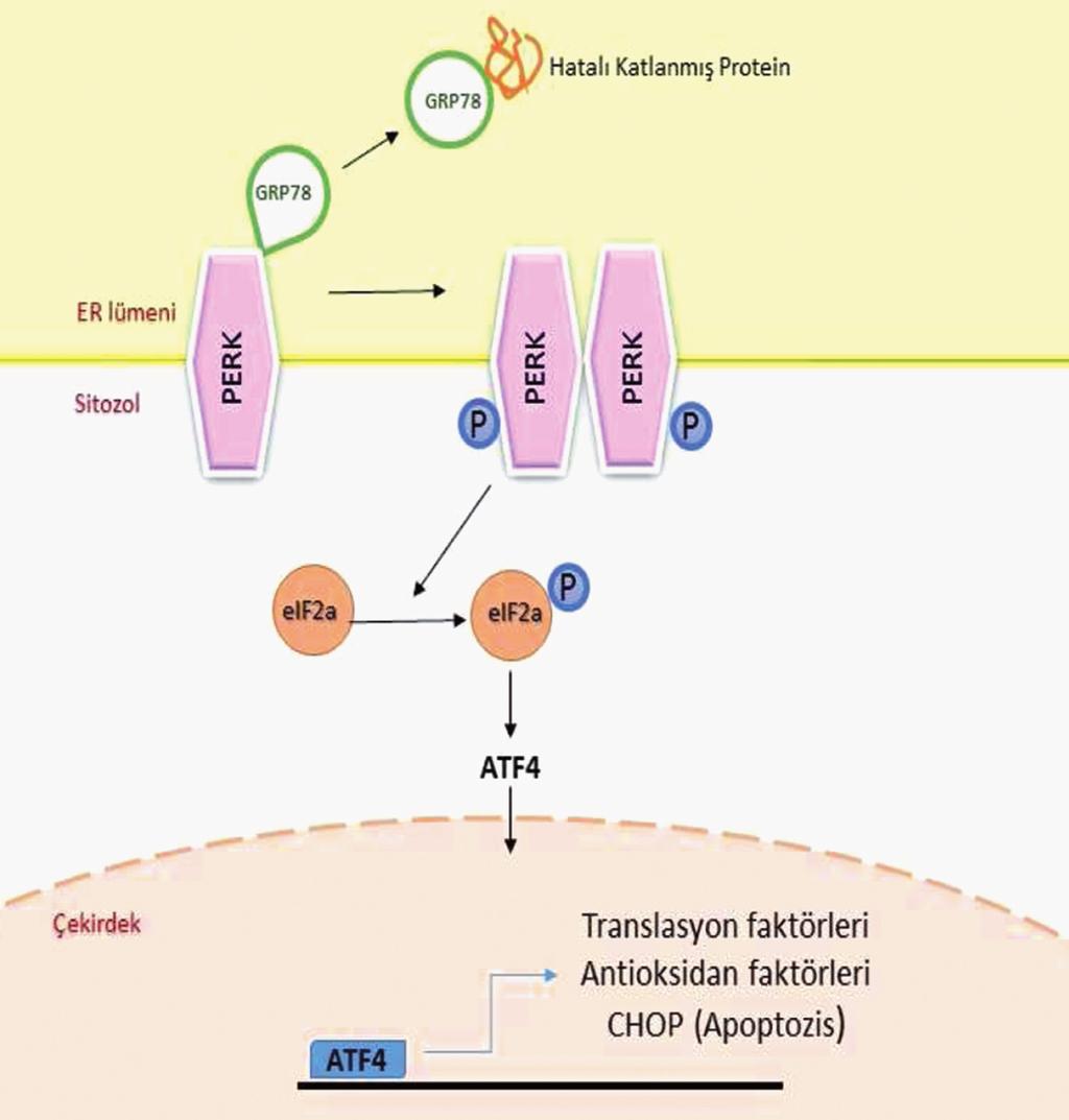 rumlu genleri regüle etmektedir. 75-77 ATF-4 ün en iyi çalışılmış hedef genleri ER stresi sırasında, C/EBP homolog protein-10 (CHOP-10) ve DNAhasar-indüklenebilir geni 153 (GADD153) tür.