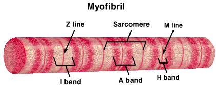 Sarkomer Kasılmanın temel birimidir. İki Z membranı (diski; çizgisi) arasında kalan kısımdır. Her miyofibrilde 10 ile 100,000 uç-uca dizilmiş sarkomer bulunur.