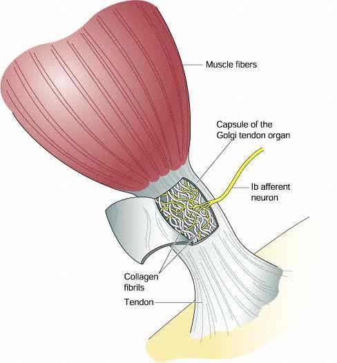 GOLGI TENDON ORGANI Kas fibrili Golgi tendon