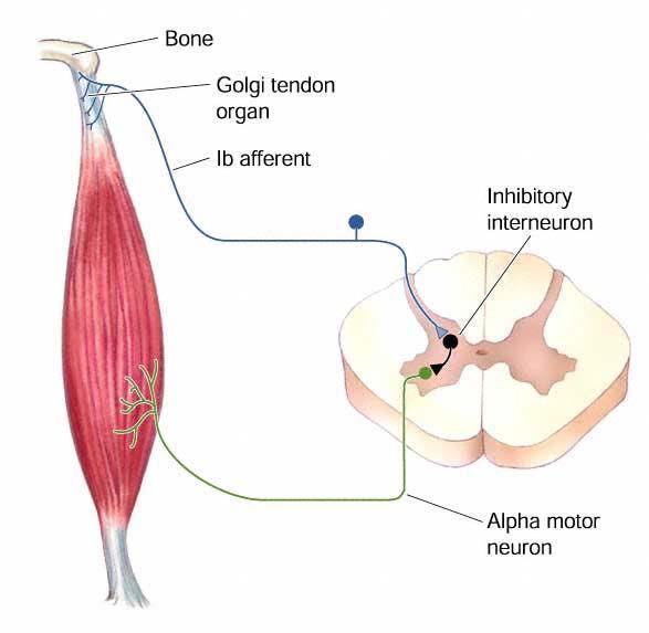 kemik Golgi tendon organı 1b