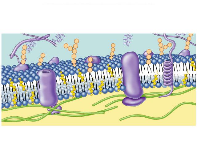 Singer ve Nicholson un akışkan mozayik modeli (1972) Bilayer tabaka üzerindeki mozayikler = Proteinler Zar proteinleri 1) Lipid tabakasındaki integral proteinler zarı boydan boya kat ederler 1.