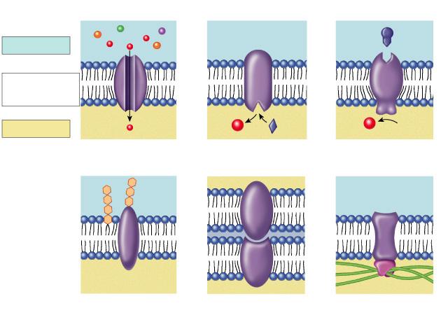 Outside Plasma membrane Inside Transporter Enzyme activity Cell surface