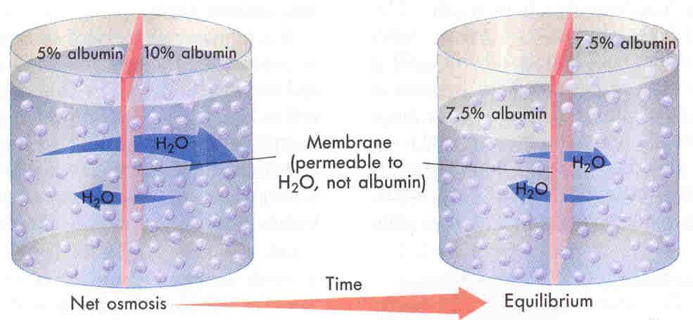 Ozmoz: Suyun Difüzyonu Su moleküllerinin yarı geçirgen zardan yoğun ortama geçişine ozmoz denir Geçiş iki taraf arası osmolarite farkına göredir su,