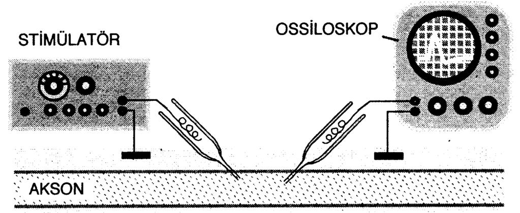 MİKROELEKTROT KAYIT TEKNİĞİ