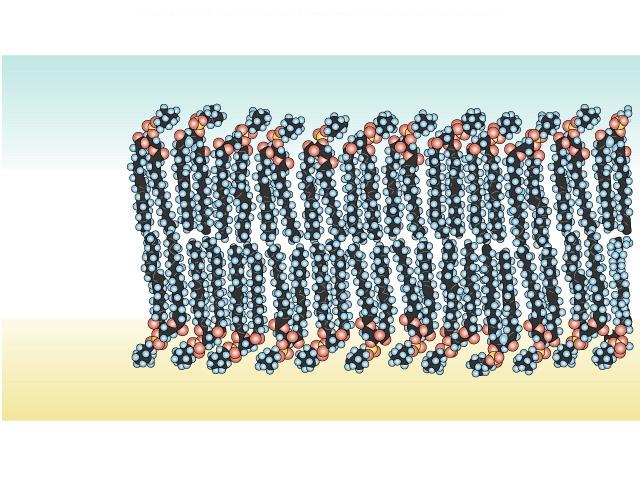 Hücre Zarı Polar (Kutuplu) Maddeler = Hidrofilik
