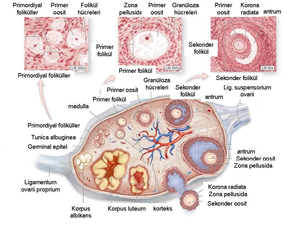 b) Medulla (medulla ovarii): Kan ve lenf damarları ile sinirlerden zengin açık renk iç bölgedir. Korteks ve medullayı yapısal olarak kesin sınırla ayırmak olası değildir.