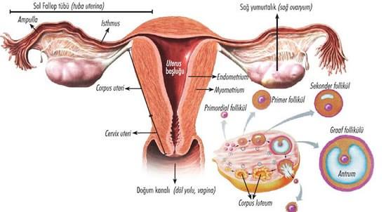 Şekil 3. Ovaryum ve uterus anatomisi (124). granüllü endoplazmik retikulum sisterna sayısında ve Golgi kompleksi boyutlarında giderek bir artış görülür.
