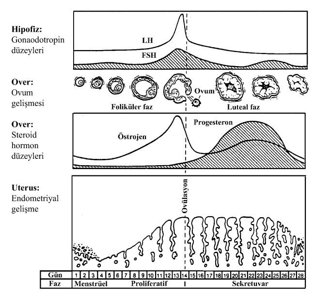 Şekil 4. Menstrüel siklustaki hormonal, over folikülü ve endometriyal değişiklikler (123).