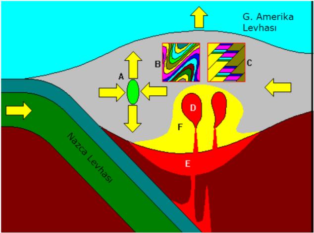 Orogens or orogenic belts develop when a continental plate is crumpled and is pushed upwards to form mountain ranges, and involve a great