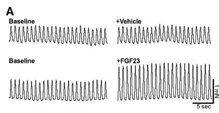 Bir diğer araştırma: FGF23 farelerde myokard kontraksiyonlarını güçlendiriyor: Touchberry CD, et al.