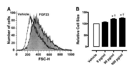 Myokard hücre sayısı Myokard hücre büyüklüğü FGF23 verilen dozla oranlı olarak myokard hücre büyüklüğünü de arttırıyor: (Fare) FGF23 dozu Touchberry CD, et al.