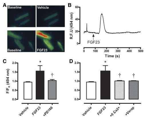 FGF23 fare myokard hücreleri içinde kalsiyum düzeyini yükseltiyor FGF23 reseptör antagonisti verildiğinde hücreiçi kalsiyum düzeyi yükselmiyor Verapamil ve sıfır kalsiyumlu ortamda FGF23 e bağlı