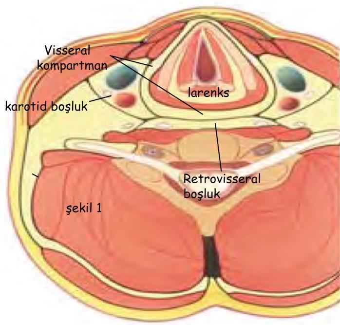Parafarengeal ve Retrofarengeal Apse Baş ve boyun bölgesinde yer alan organları saran fasialar arasında kalan