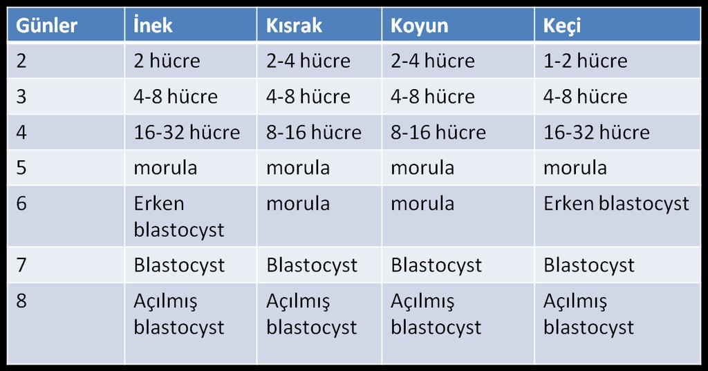 İlk 8 gün boyunca