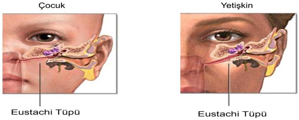2.1.5. Eustachi tüpü Nazofarenks ile orta kulak arasında uzanır. Eustachi tüpü yaş ile boyutlarını artırır. Uzunluğu yeni doğanlarda ortalama 16-17 mm, erişkinlerde 34-35 mm dir.