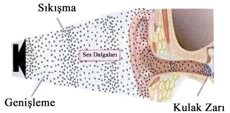 Şekil 4: Ses dalgalarının atmosferden kulağa ulaşması (27) Atmosferde oluşan ses dalgalarının kulağa ulaşmasından itibaren beyindeki ilgili alanlarda karakter ve anlam olarak yine beyin tarafından