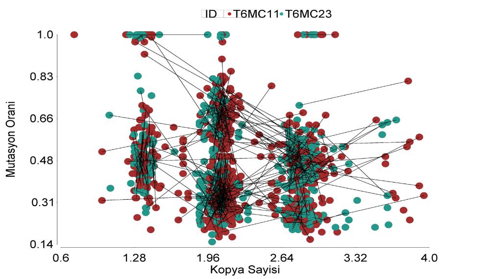 (C) bu verilerin birleştirilmiş halinin dağılım grafiği (scatter plot).