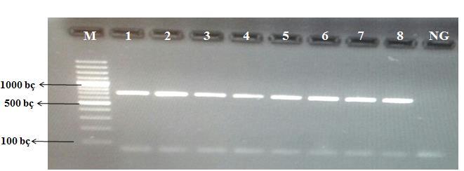 Şekil 1. PZR Ürünlerinin Görüntüsü (M: Marker; NG: Negatif Kontrol, bç: Baz Çifti) 2.2. mtdna COI Dizilerinin Analizi Ticari firmadan tarafımıza gönderilen mtdna dizileri ham verileri ChromasPro v 2.