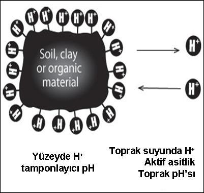 Toprağın tamponlayıcı özelliği Toprak ph sının değişimi, besin maddelerinin elverişliliğinde büyük bir fark meydana gelmesine yol açar.