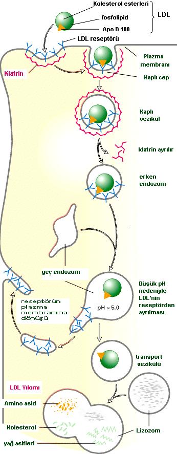 LDL, klatrin kaplı membran bölgesindeki reseptörlerine bağlanır, endositoz yoluyla hücre içerisini alınır. LDL vezikülü klatrinini kaybeder ve diğer benzer vezikülllerle birleşir.