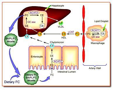 Kolesterolün Lipoproteinlerdeki dolaşımı BA: safra asitleri, PL:fosfolipid,