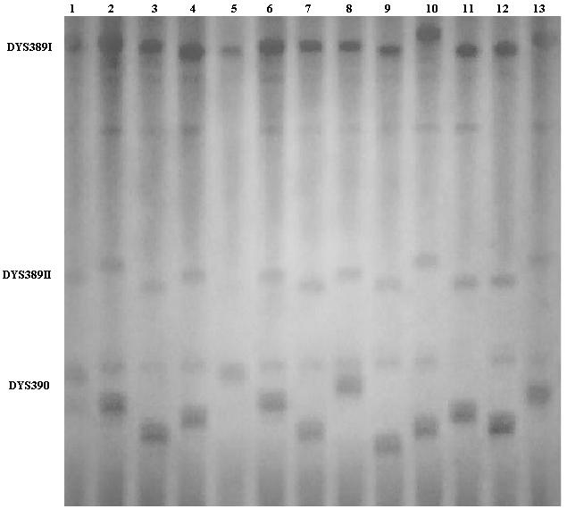 3. BULGULAR DYS19, DYS385a/b, DYS388, DYS389I, DYS389II, DYS390, DYS391, DYS392, DYS393 ve YCAIIa/b lokusları için elde edilen sonuçlar Çizelge 3.1, 3.2, 3.3, 3.4, 3.5, 3.6, 3.7, 3.8, 3.9 ve 3.