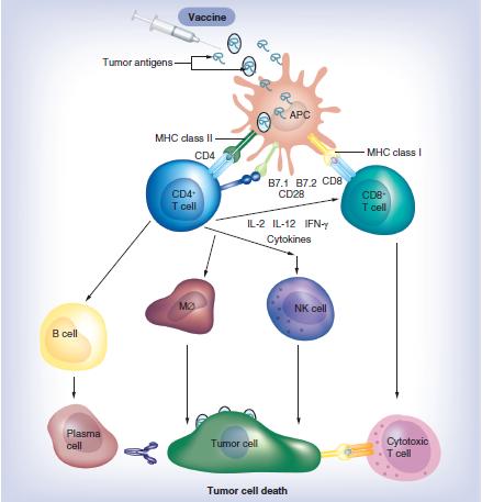 Aşılar Tümör kaynaklı bir antijene spesifik immünoterapi Antijen-spesifik antikorlar olan CD4+ T- yardımcı hücreleri ve CD8 + sitotoksik T- lenfositleri tümör ilişkili antijenlere karşı immün sistemi