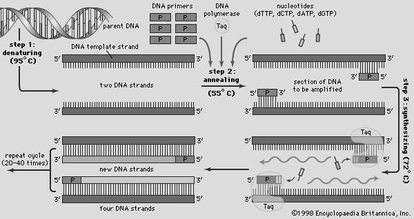 2. ÖNCEKİ ÇALIŞMALAR Aylin TAMAM Şekil 2.2. PCR Reaksiyonu ve Aşamaları (Anonim, 2008) 2.1.