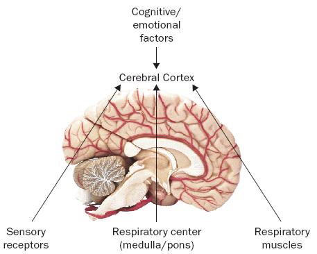 Sensory receptors: medullary chemoreceptors peripheral chemoreceptors (carotid and aortic bodies) pulmonary vagal afferents (stretch receptors, irritant