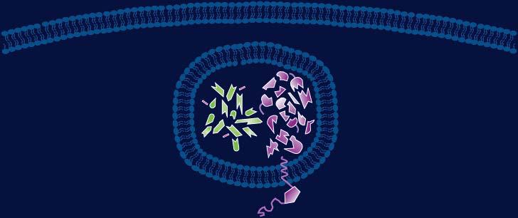 T-DM1 selectively delivers a highly toxic payload to HER2-positive tumour cells