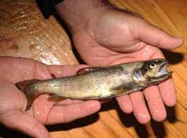ماهی سفید خالدار به علت اب و هوای کثیف و صید غر مجاز تعدادشان کم شده است.برای ماهیگیری با قالب نیم جزیره ی بزبورون واقع در دریاچه ی تورتوم توصیه میشود.