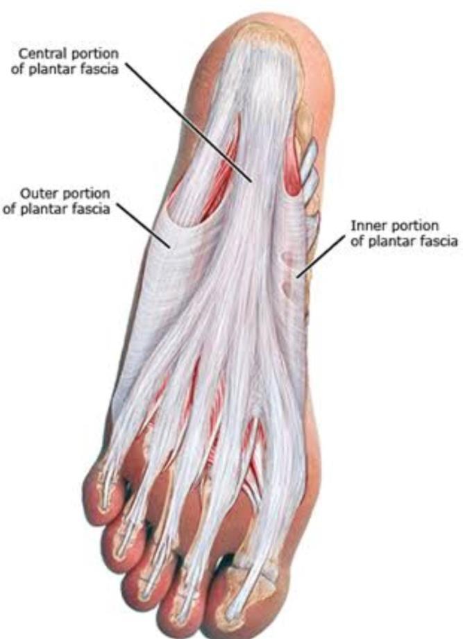 Plantar fasya 3 kısımlı (medial, santral ve lateral) cok katmanlı fibröz bir aponevroz