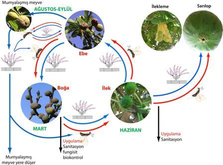 4 Şekil 1.1. Sarılop ve erkek incirlerin farklı evreleri ve ilek arıcığı (Blastophaga psenes) ile İç çürüklüğüne neden olan Fusarium türlerinin taşınma yolları (Michailides vd.