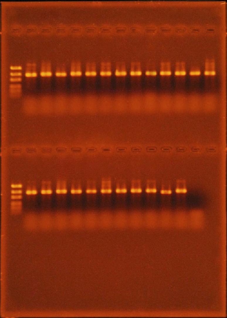 38 Bahçe denemelerinden önce izole edilen 37 Fusarium etmeni öncelikle ITS1 ve ITS4 primerleri ile çoğaltılmış (Şekil 4.