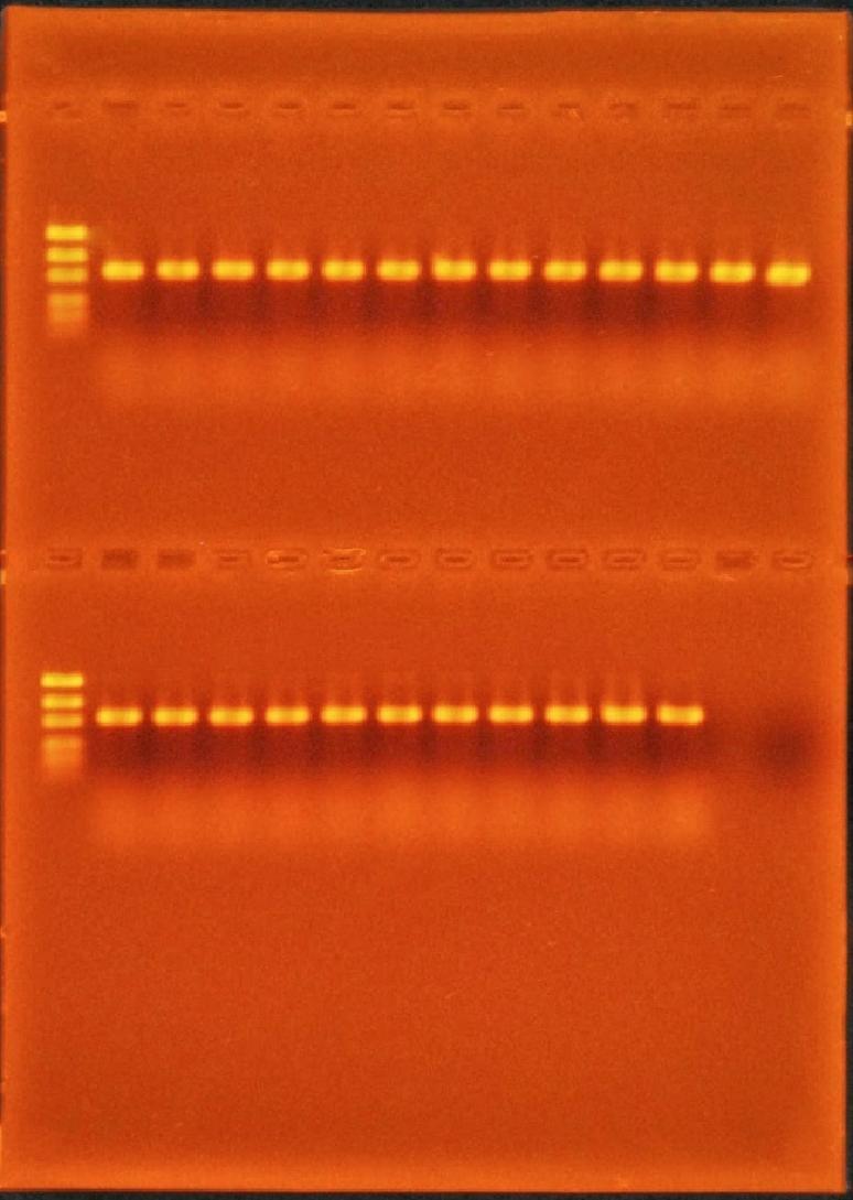 39 1 2 3 4 5 6 7 8 9 10 11 12 13 14 Prof. Dr. Kemal Benlioglu_ 12/25/2014 11:16 PM Şekil 4.3. Üstte ve altta ef1/ef2 primerleri ile çoğaltılan fungal izolatlara ait PCR ürünlerinin, %1.
