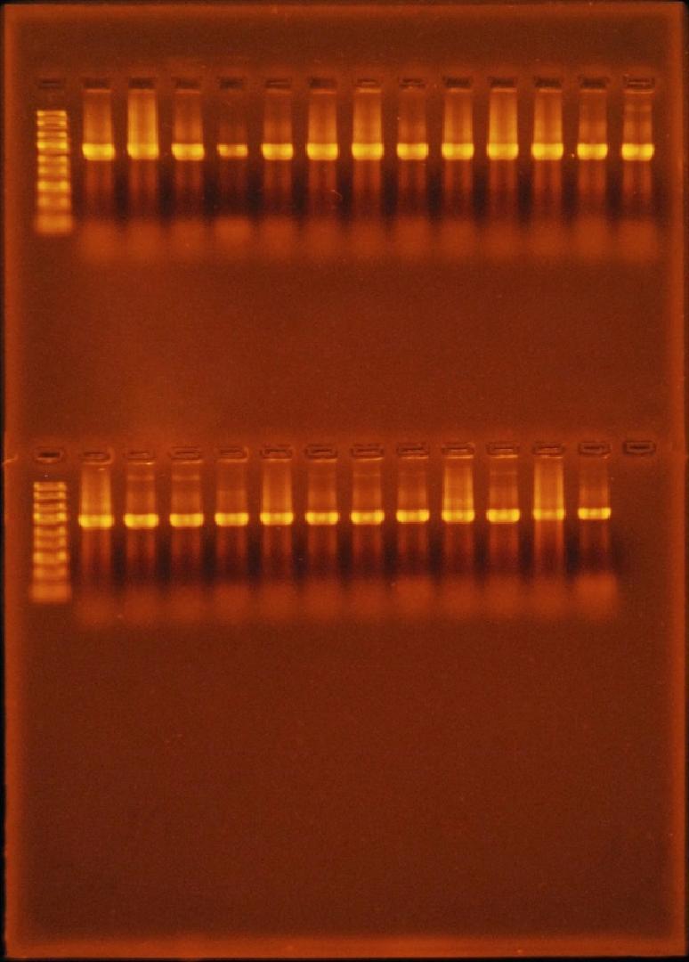 47 Çizelge 4.5 de erkek ve Sarılop incir meyvelerinden izole edilen 30 bakteri izolatının DNA miktarları 21.4 ile 750 ng/ml arasında değişmektedir.