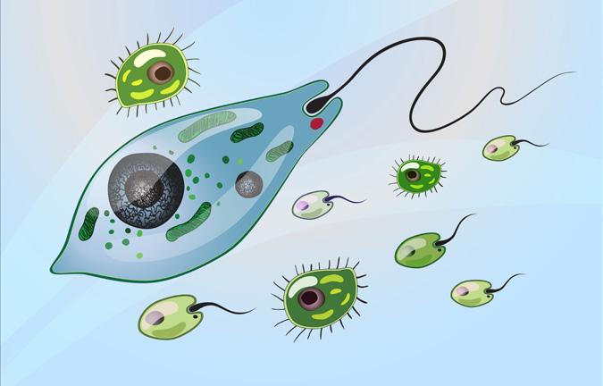 Mikroskobik canlıların en çok bilineni tek hücreli olan bakterilerdir. Mikroskop Bakteriler yeryüzünde her ortamda mevcuttur.