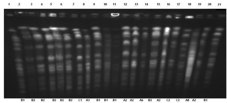 Ankara Ecz. Fak. Derg. 42(2): 1-14, 2018 Elçi 9 çalışmada, suşlardan 76 tanesini bünyesinde barındıran 4 ana grubu (A, B, C, D) kapsayan 23 farklı klon tespit edilmiştir 21.