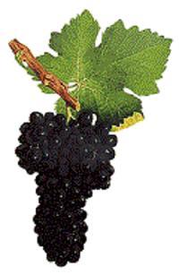 Şekil 3.1.1.2. Syrah üzüm çeşidi. Mourvedre: Sinonimleri Mataro = Trinchiera = Flourous = Balzac Noir dir. Orjini İspanya dır.
